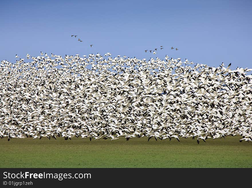 Migratory Geese