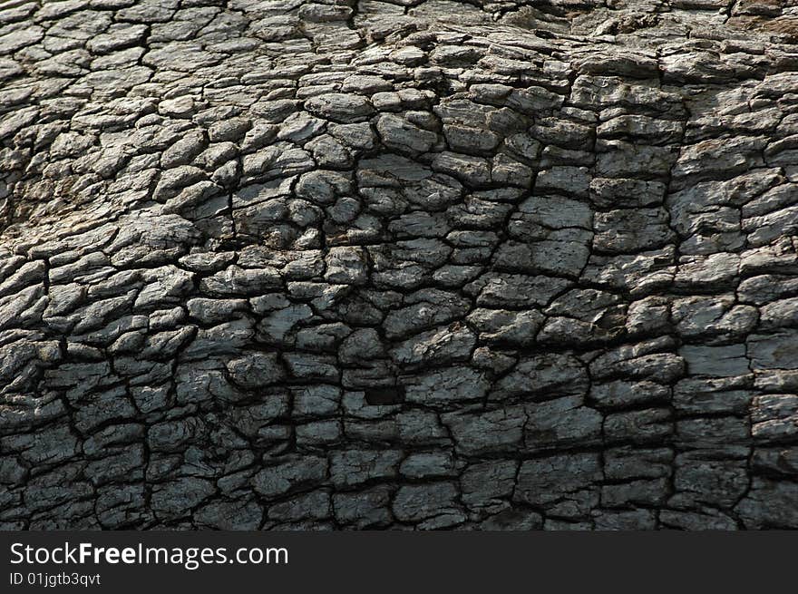 Texture of bark