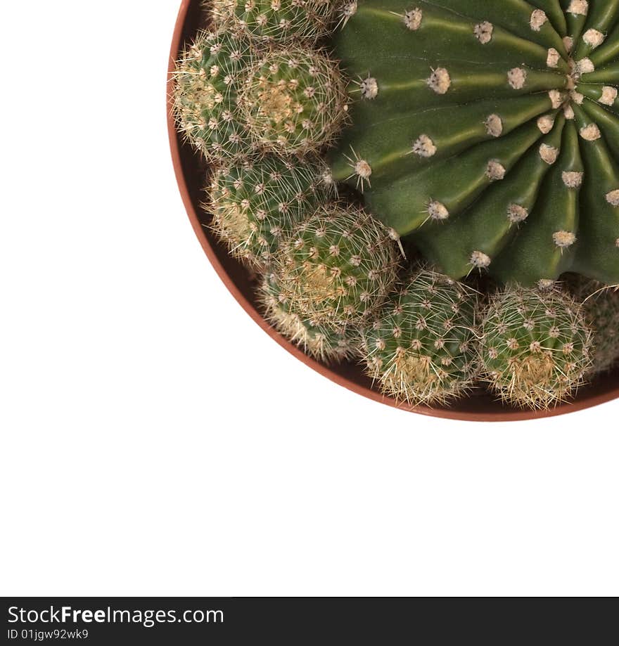 Echinopsis cactus