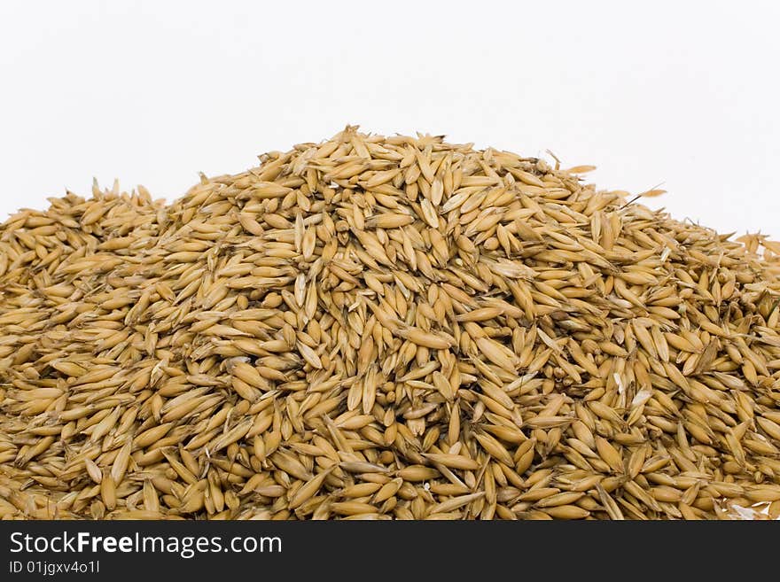 Oats seeds