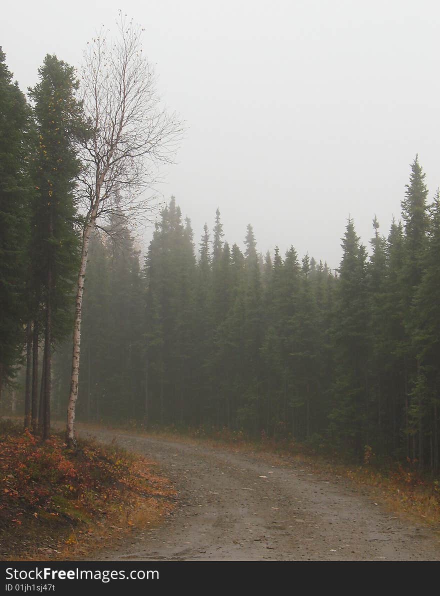 Fog on a Drive in a Dense Alaska Spruce Forest