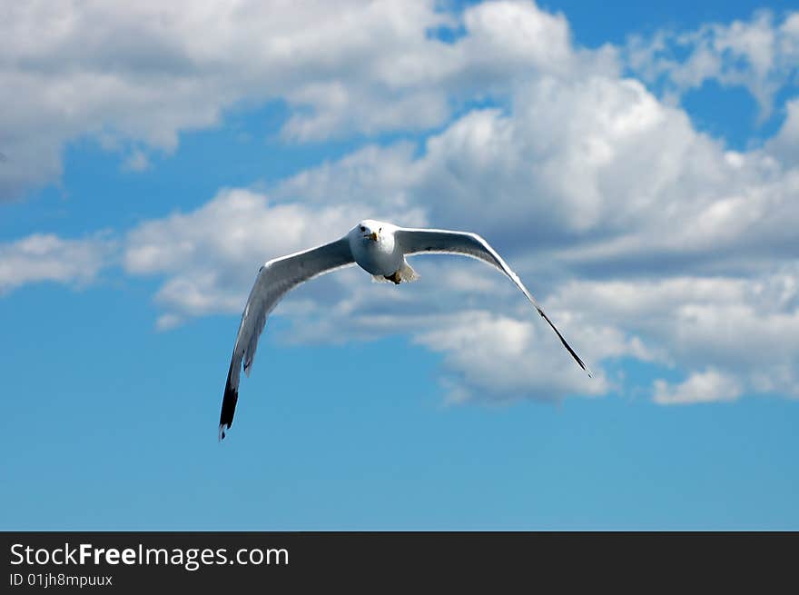 Seagull