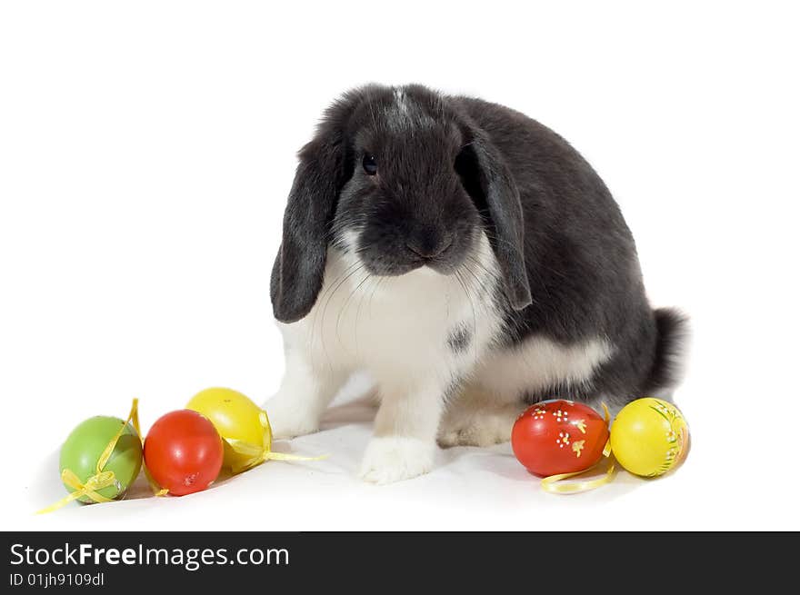 Easter rabbit Isolated on white