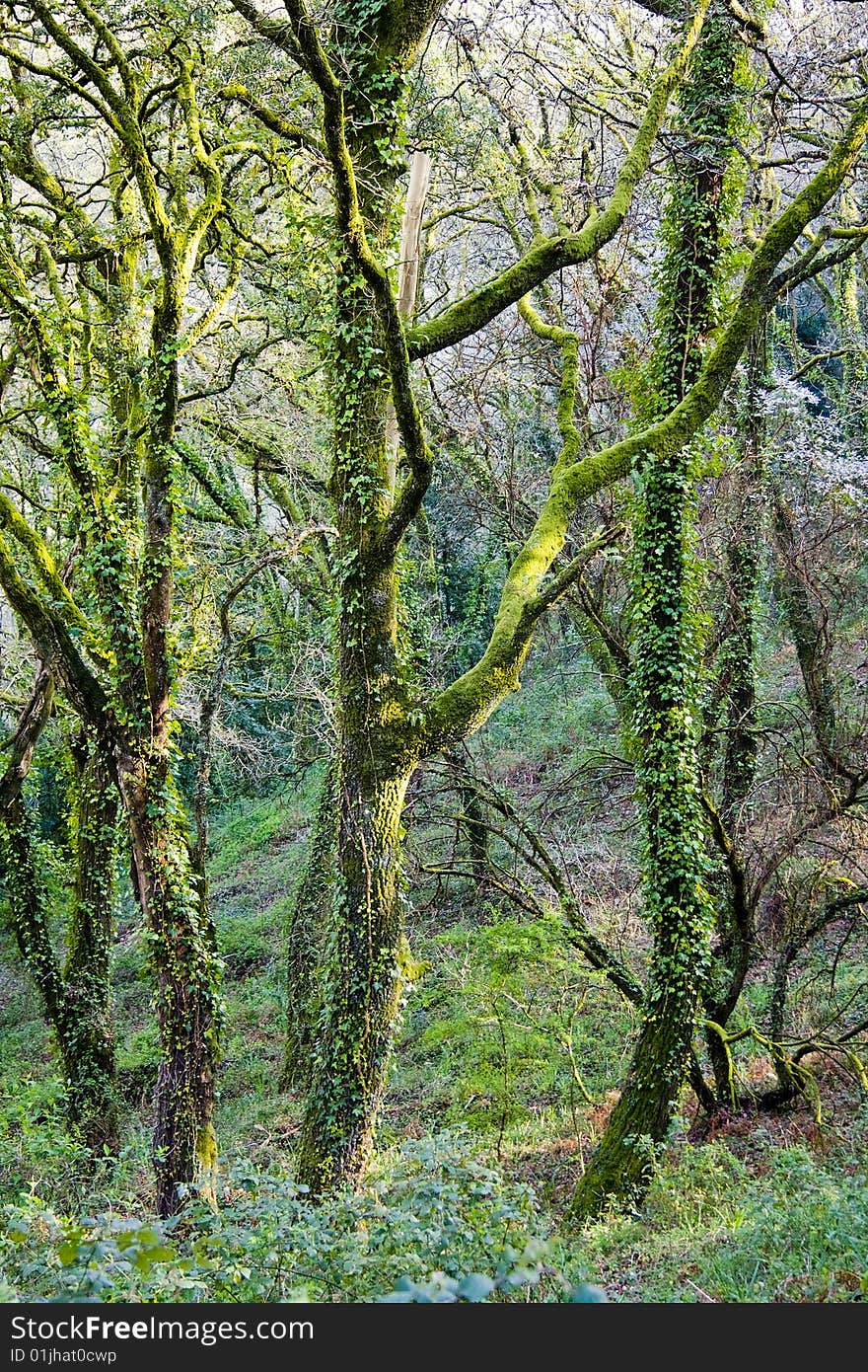 Vertical photo of forest and green leafy. Vertical photo of forest and green leafy