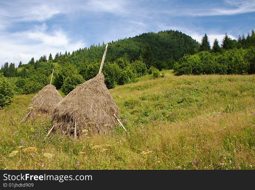 Meadow in Carpathian Mountains in Romania, Borsa region. Meadow in Carpathian Mountains in Romania, Borsa region