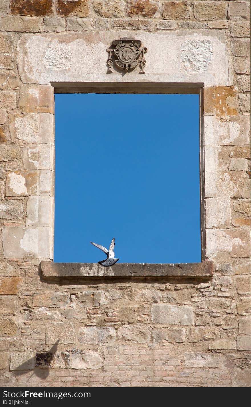 Pigeon in a window