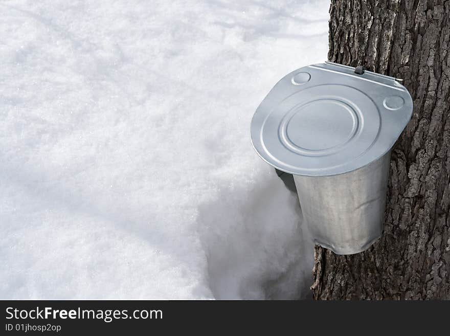 Collecting maple sap in spring