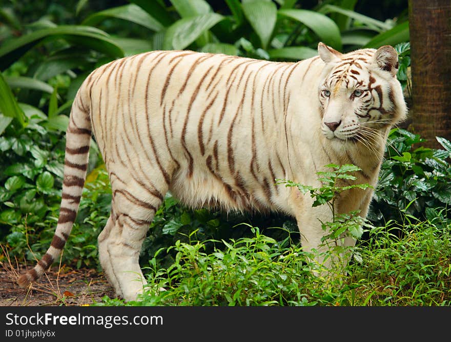 White tiger