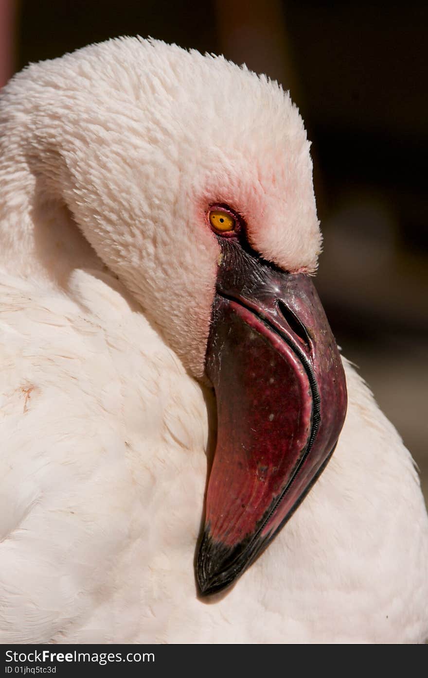 Their oddly-shaped beaks are specially adapted to separate mud and silt from the food they eat,. Their oddly-shaped beaks are specially adapted to separate mud and silt from the food they eat,