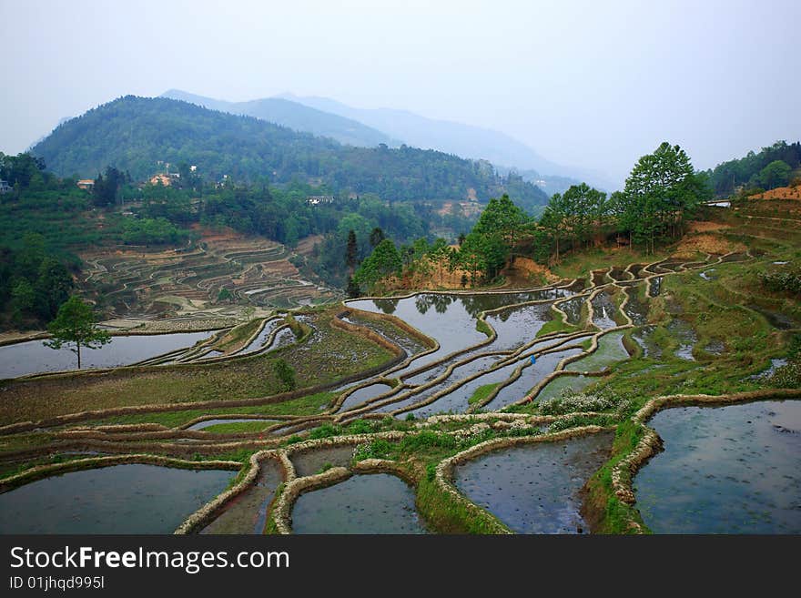 Rice terraced fields landscape in south of china. Rice terraced fields landscape in south of china