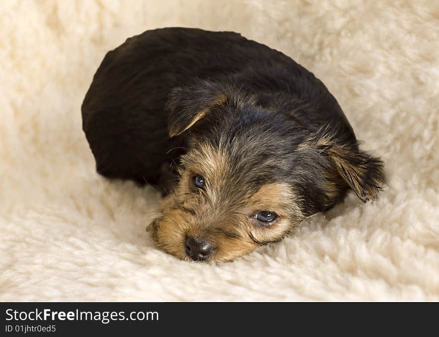 An adorable little six week old sleepy Yorkshire Terrier Puppy, isolated on background with copy space