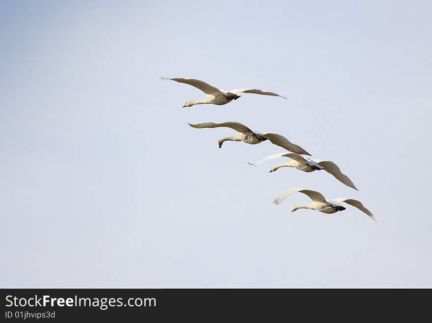 Trumpeter Swans