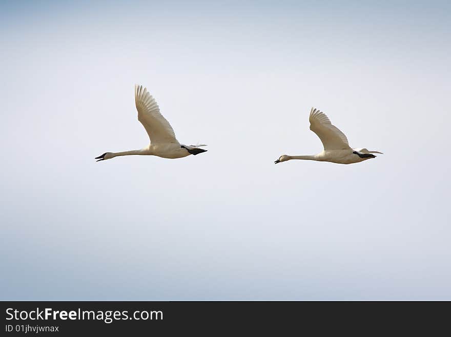 Migrating Trumpeter Swans in flight