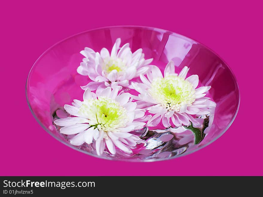 Glass bowl with chrysanthemum flowers