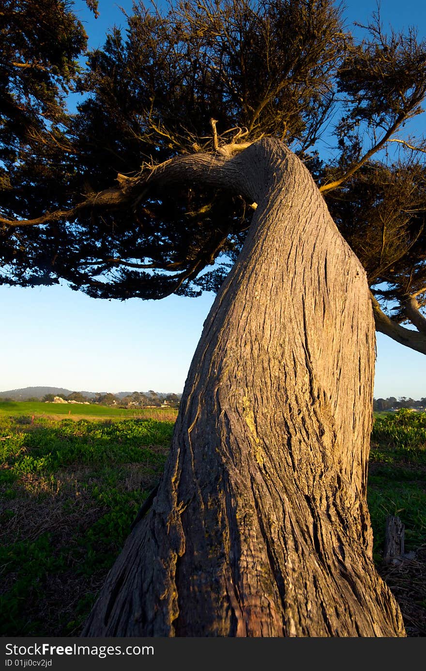 A windswept pine twists and curves, its trunk creating a wonderful play of pattern and texture. A windswept pine twists and curves, its trunk creating a wonderful play of pattern and texture