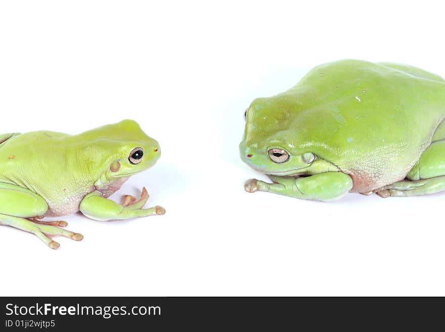 Two green tree frogs