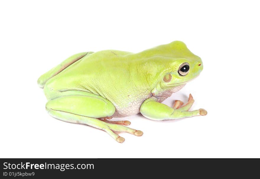 Green tree frog