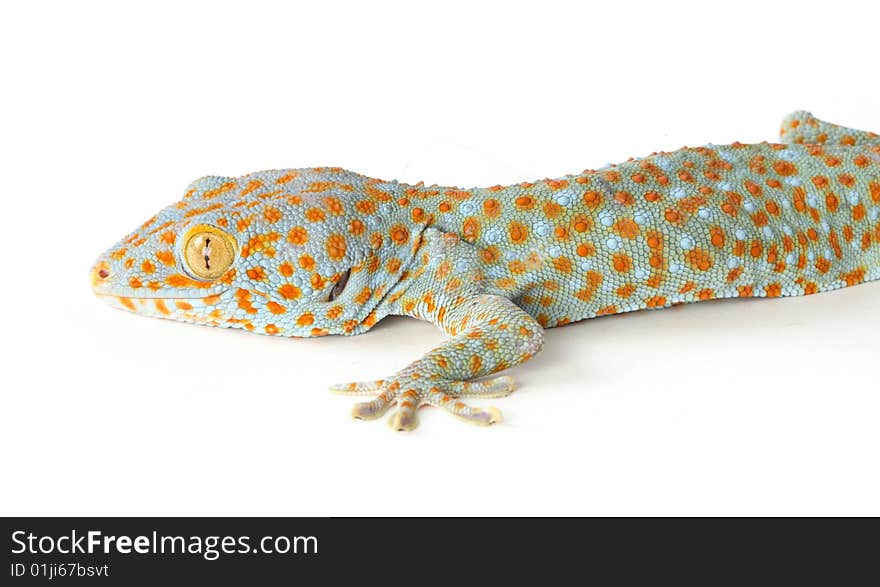 Tokay Gecko