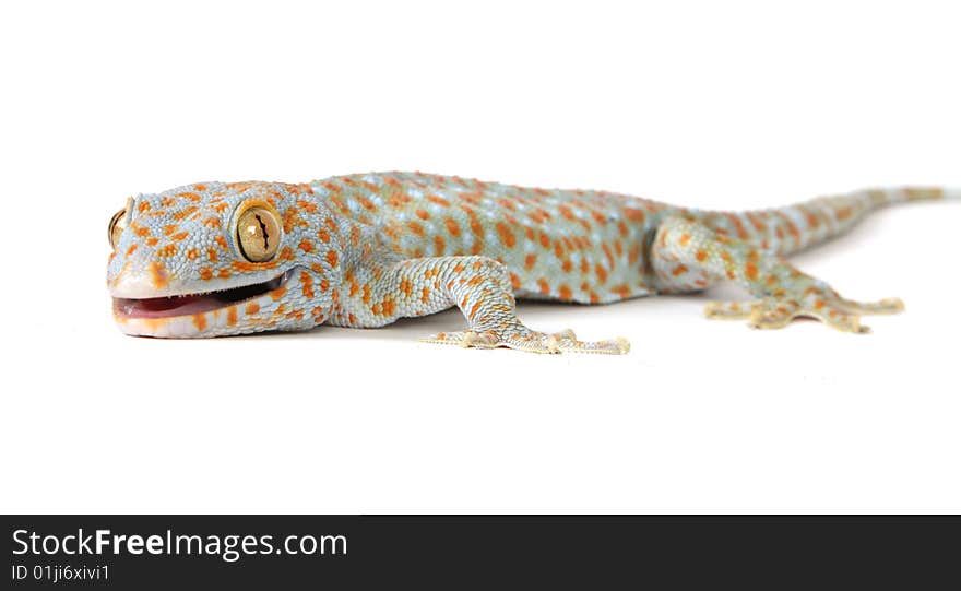 Tokay gecko