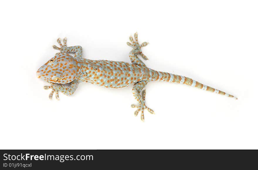 Tokay gecko