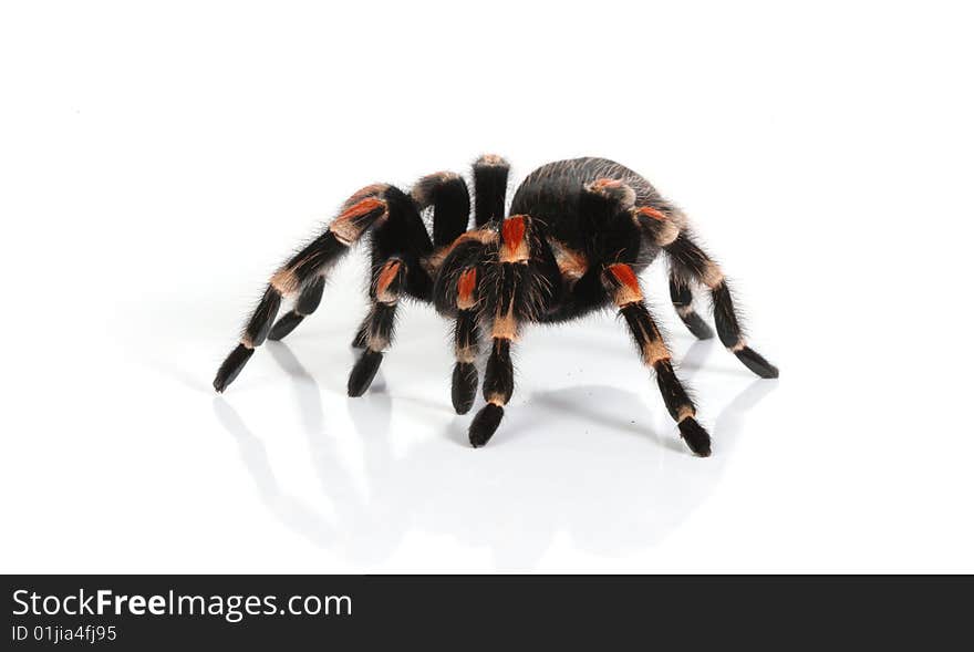 Mexican red knee tarantula