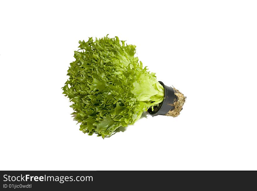 Fresh lettuce in a pot isolated on white. Fresh lettuce in a pot isolated on white