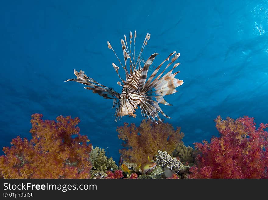 Lionfish