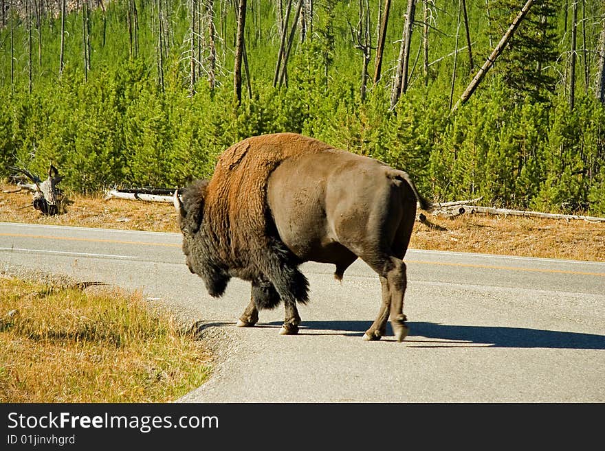 Bison walking down the road in Yellowstone Park. Bison walking down the road in Yellowstone Park.