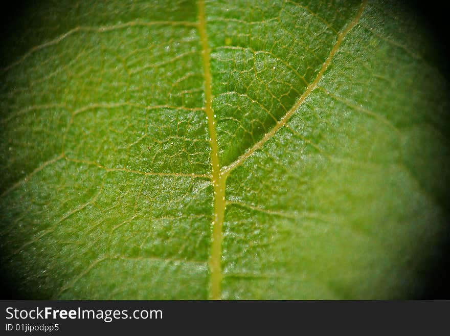 The super macro green leaves. The super macro green leaves