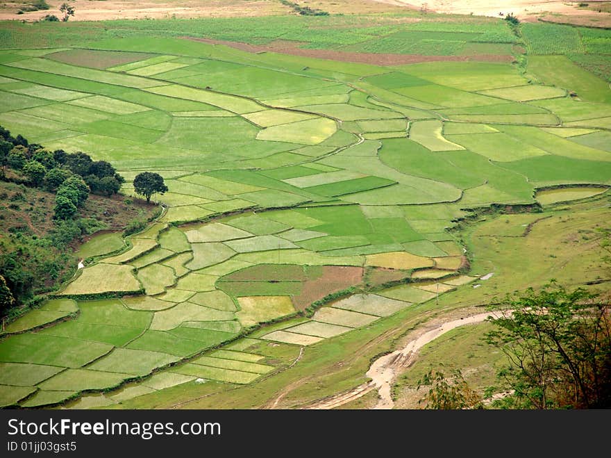 Terraced rice field in Sapa