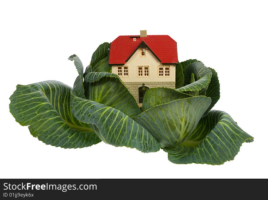 House in cabbage isolated on white. House in cabbage isolated on white