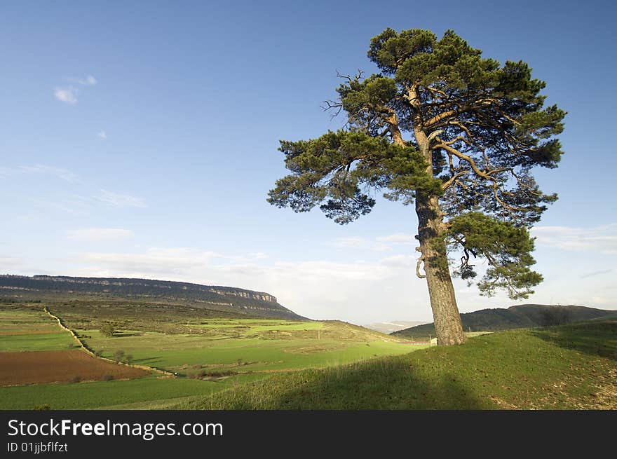 Meadow with tree