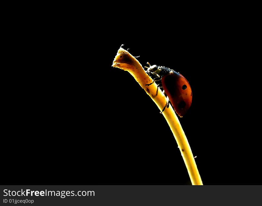 Ladybug sitting on a leaf tip