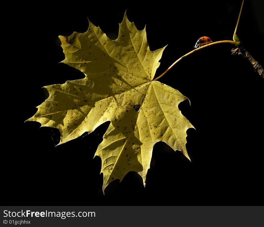 Ladybug on a yellow leaf