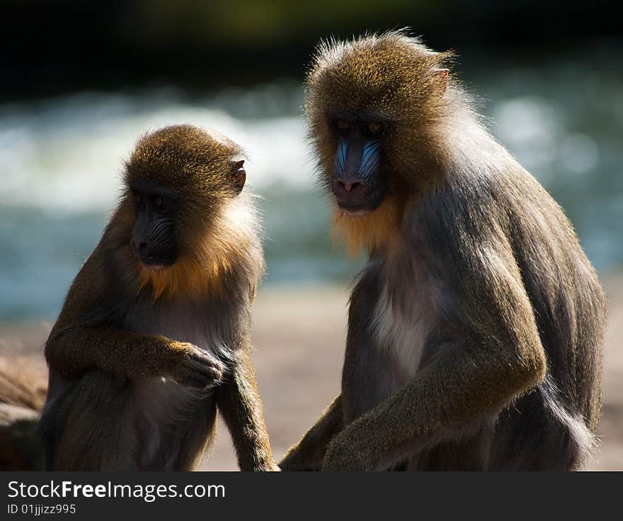 Close-up of colorful mandrills ((Mandrillus sphinx)