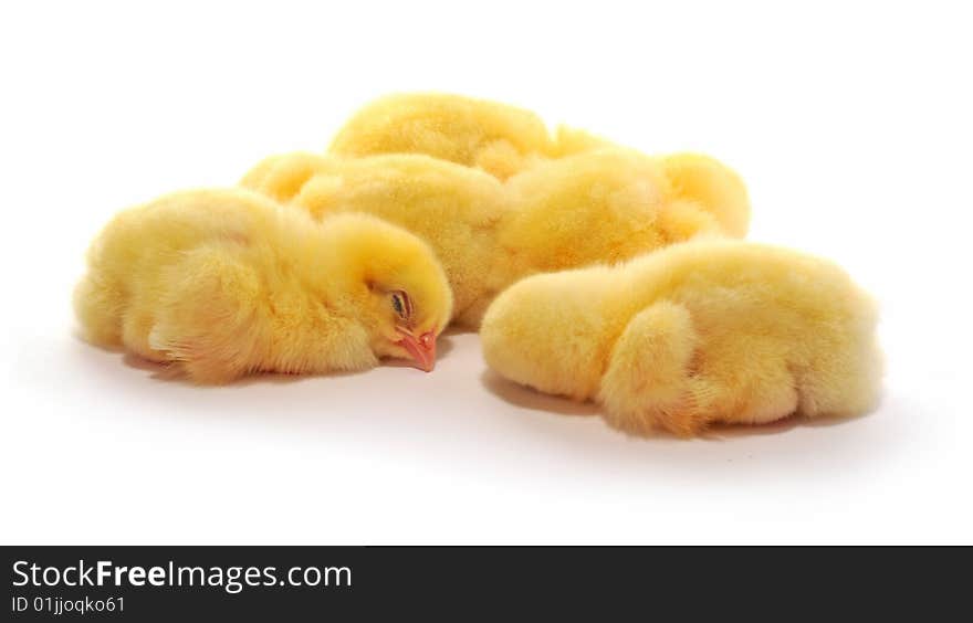 Yellow chickens