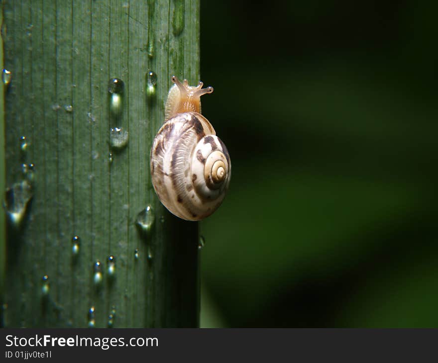 Snail moving upwards on a plant