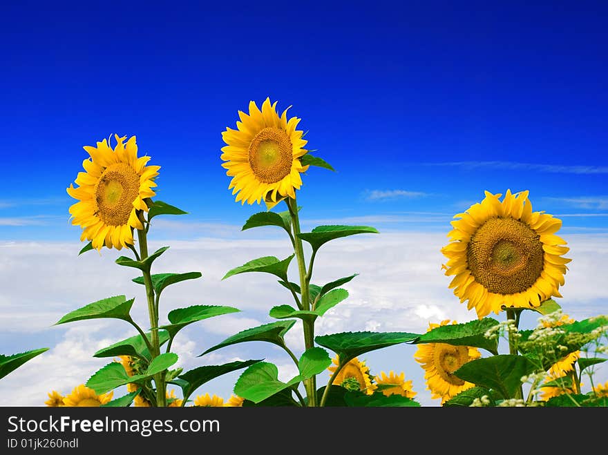 Sunflower and sky