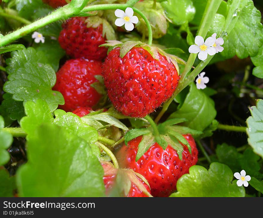 Red strawberries on background green sheet