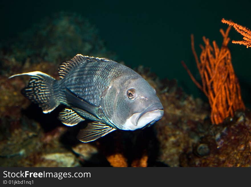 Fish in Aquarium