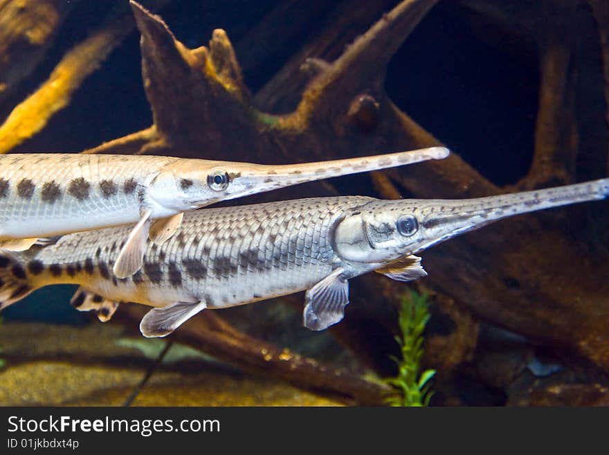 Pair of Fish in Aquarium