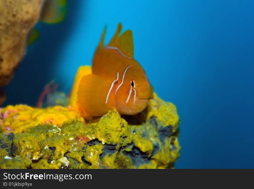 Cute orange fish in an aquarium.