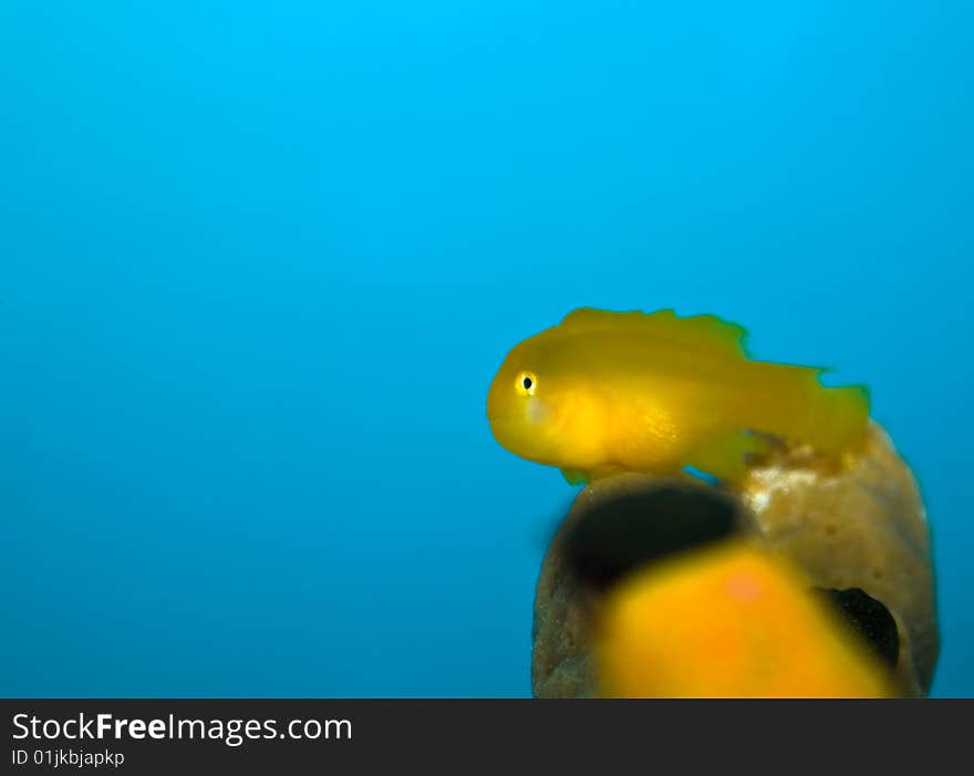 Cute little yellow fish in an aquarium.