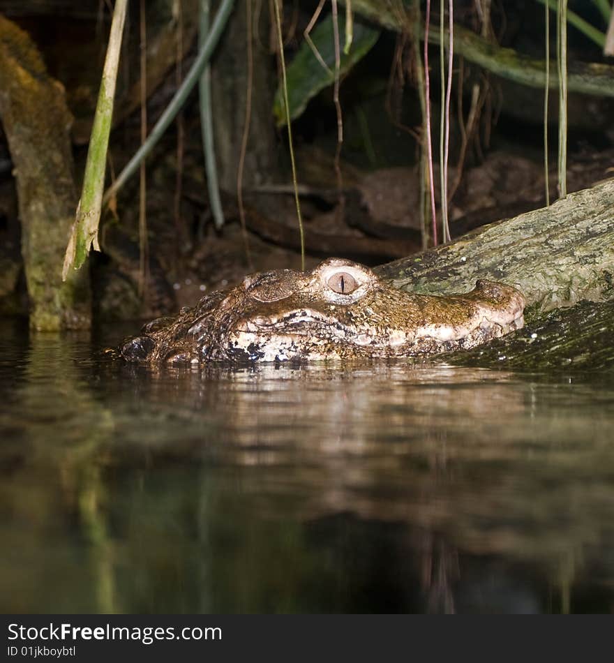 Juvenile crocodile peeking its head above the water and resting on a log. In captivity in an aquarium. Juvenile crocodile peeking its head above the water and resting on a log. In captivity in an aquarium.