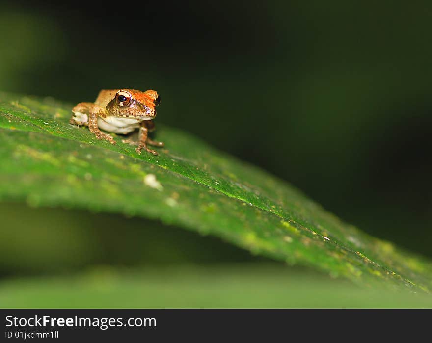 A endemic species polypedates in Taiwan. This one is a kid. It's very cute. A endemic species polypedates in Taiwan. This one is a kid. It's very cute.