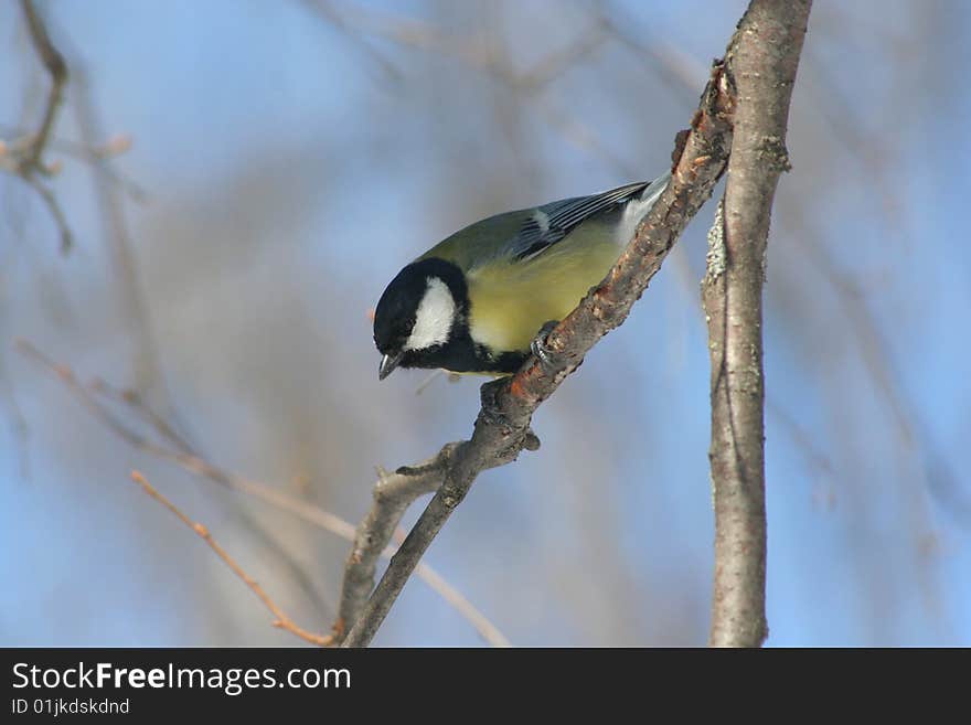 A titmouse sits on the branch of tree on a background sky