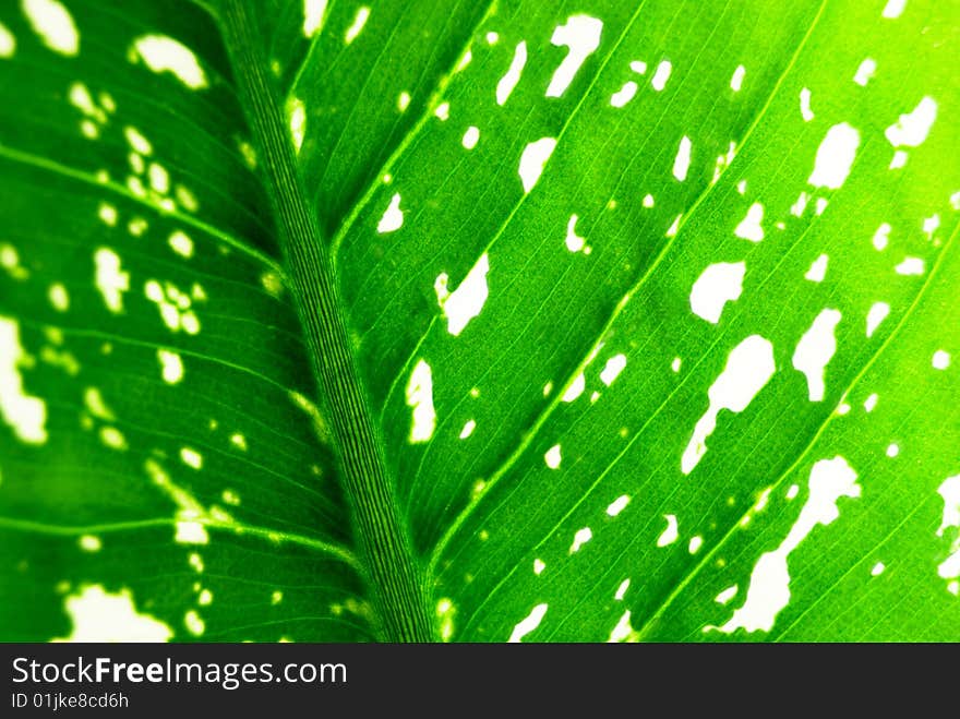 Background from green leaf closeup