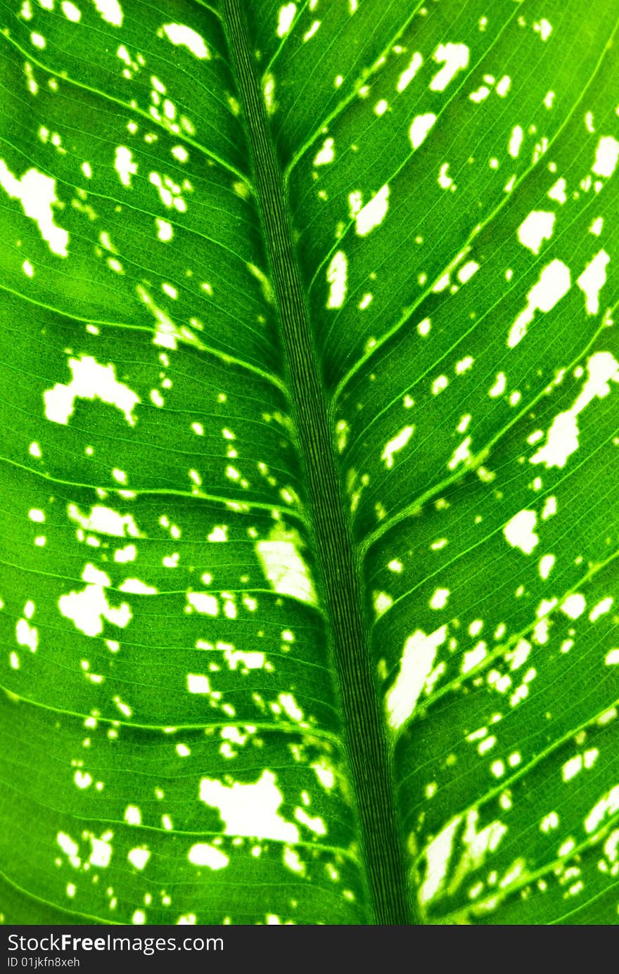 Background from green leaf closeup