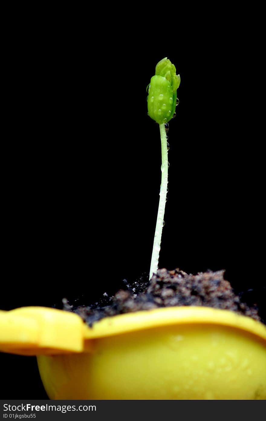 Young tree againts black background