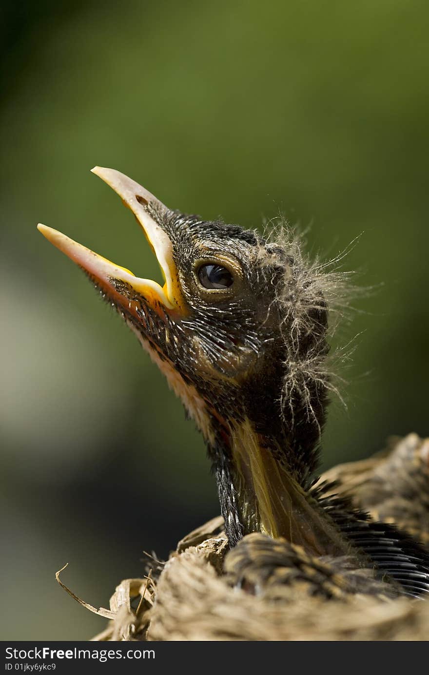 A baby robin in the nest waiting on the mother bird to come and feed him, copy space vertical. A baby robin in the nest waiting on the mother bird to come and feed him, copy space vertical